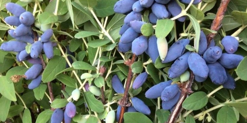 Растёт жимолость