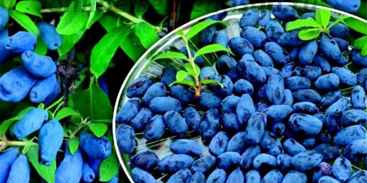 Урожай жимолости