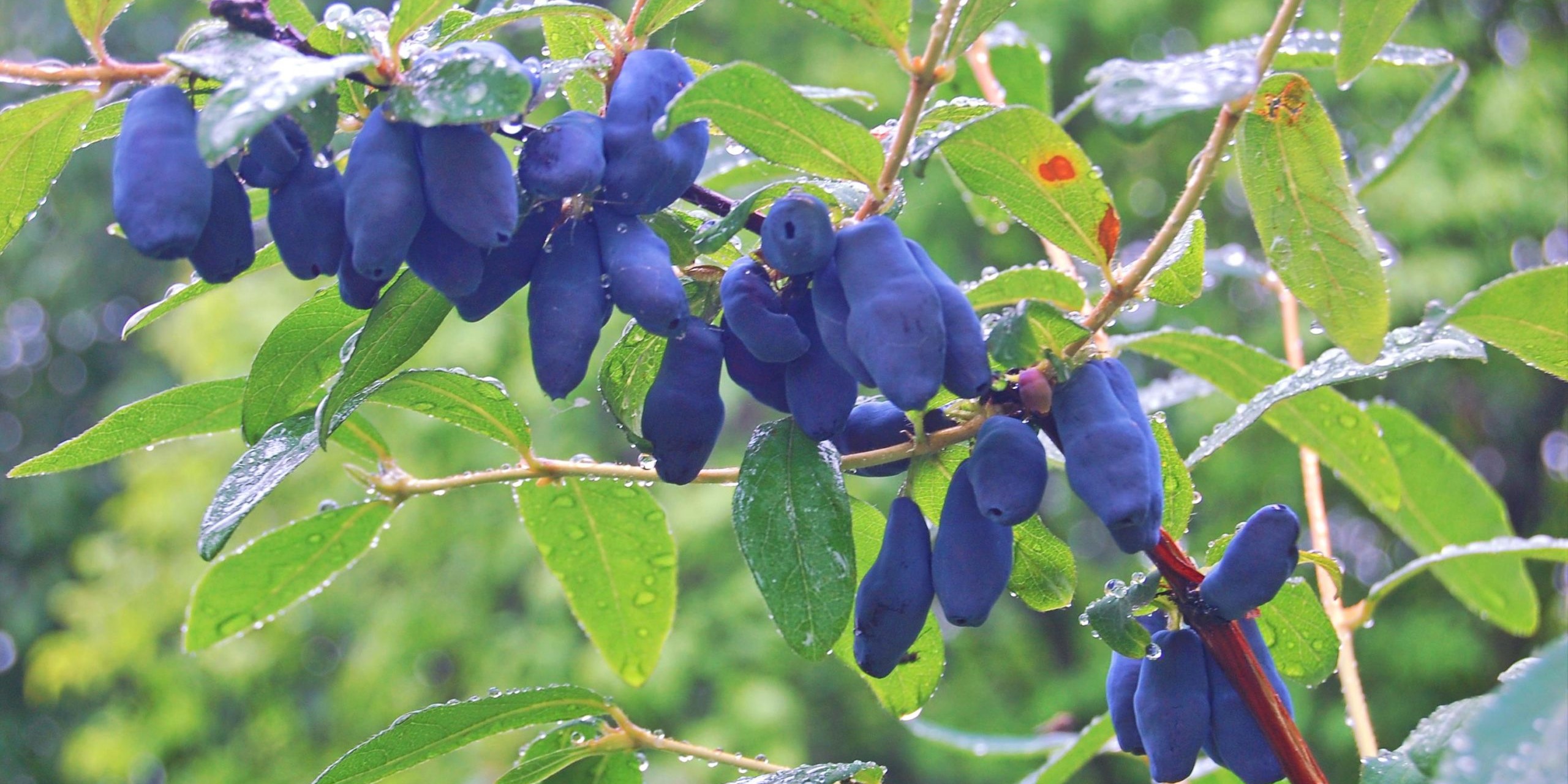 Ветка жимолости