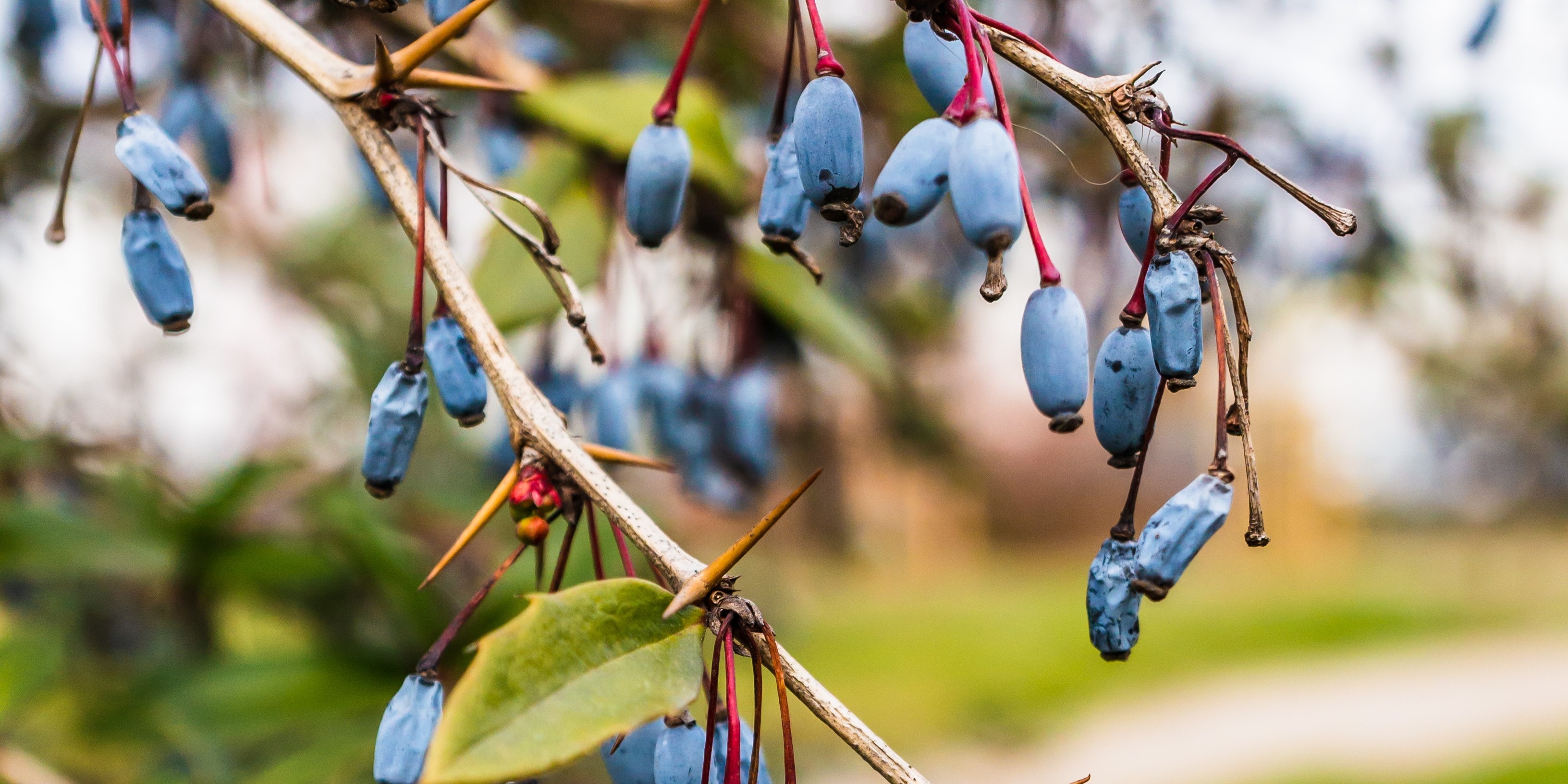 Жимолость на веточках